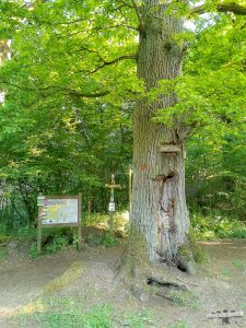 Mittelrhein Klettersteig Boppard Traumschleife Engelseiche