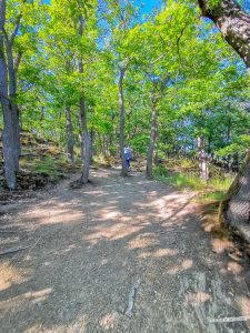Offener Wald Mittelrhein Klettersteig Boppard